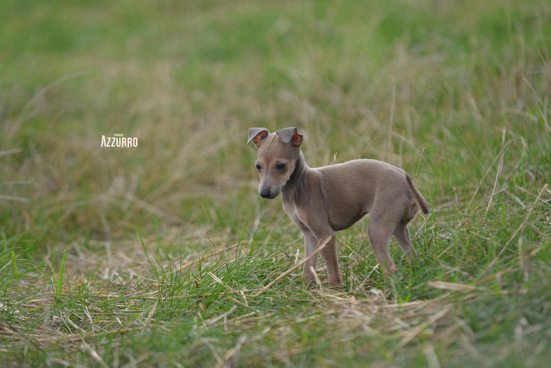 DSC_3702 copy