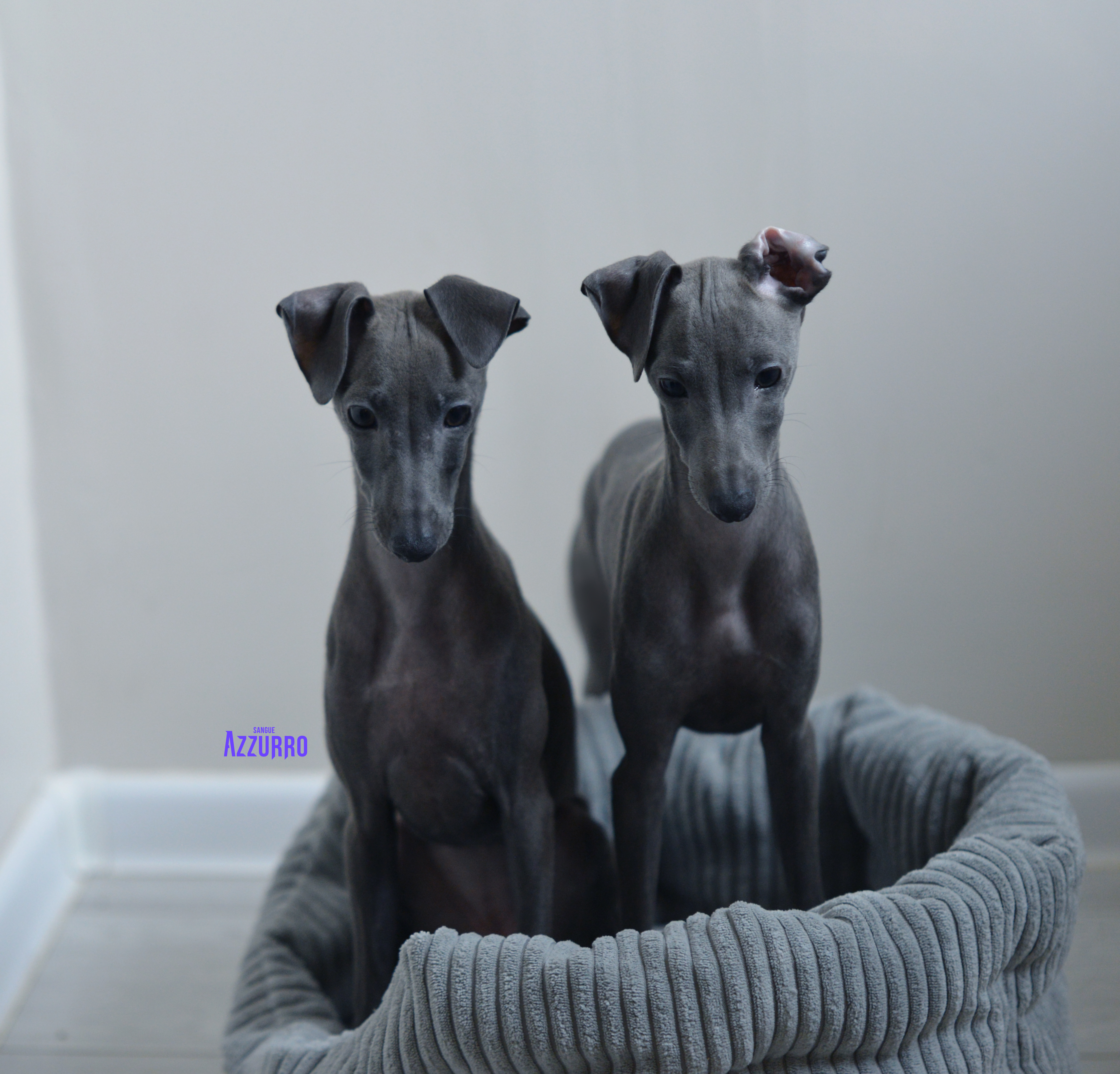 Bogina&Nicco_listop25