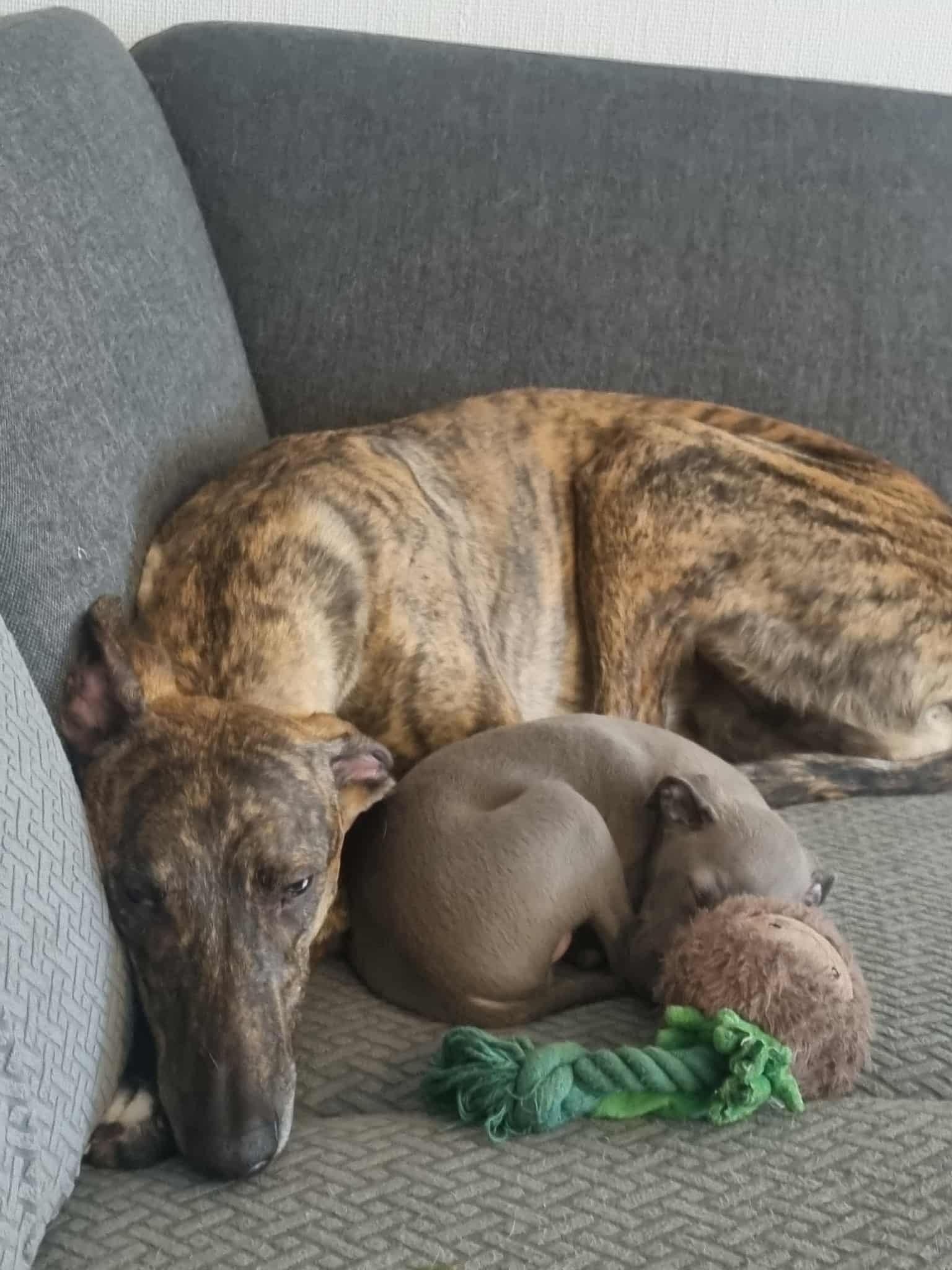 Messenger_creation_9166476D-BAA6-4350-9B51-71321DDF9A76