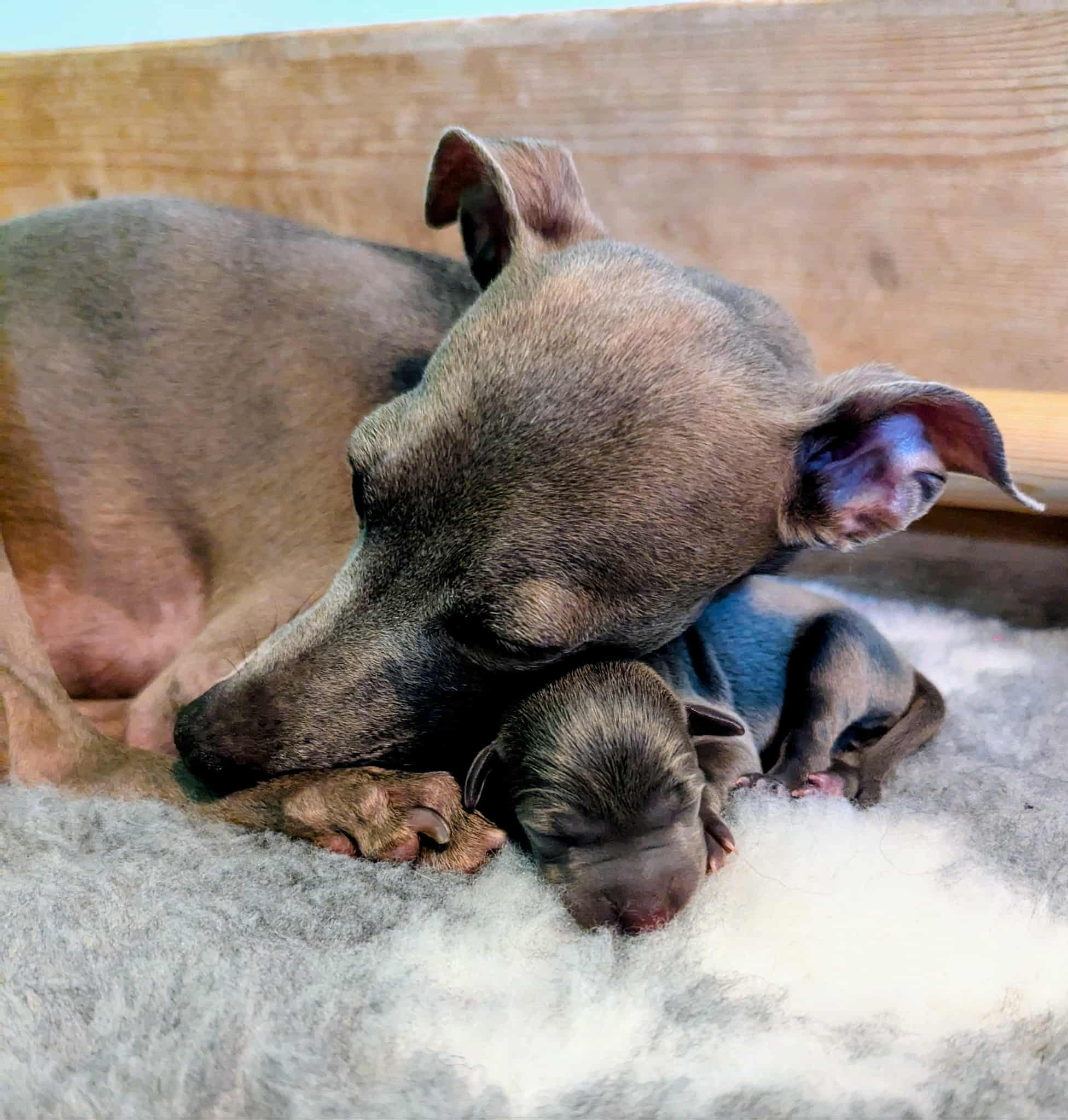 Messenger_creation_DA1EDAE8-5E69-4E79-B9E5-20A5CF0CBB36