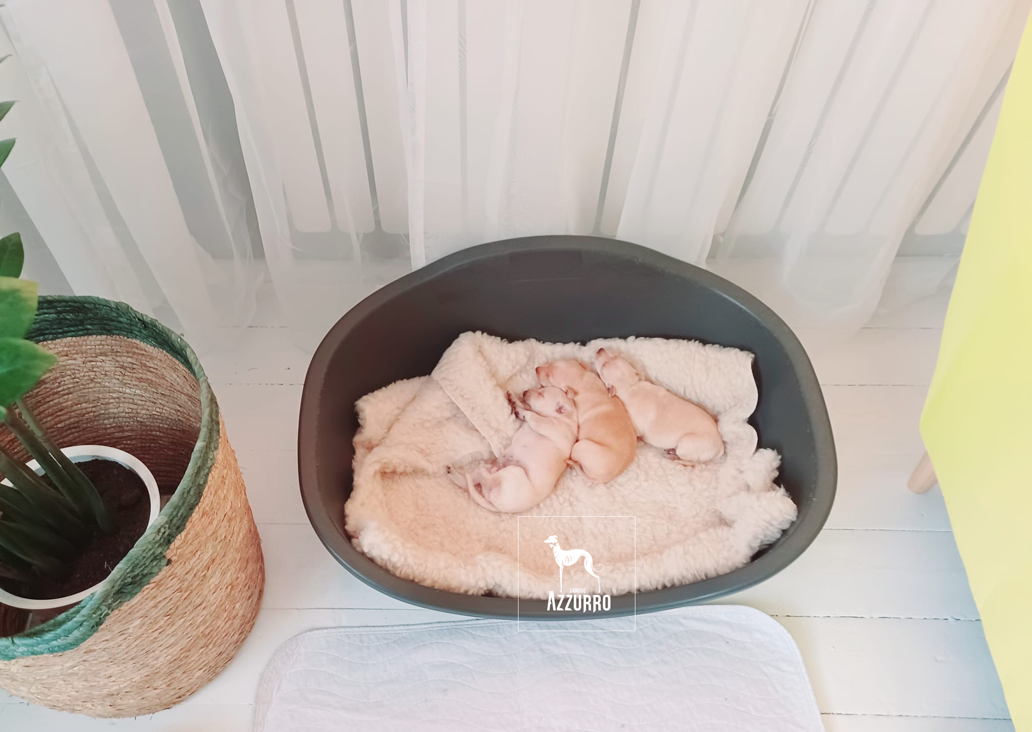 294142456_1992396297618305_8611889217584045674_n