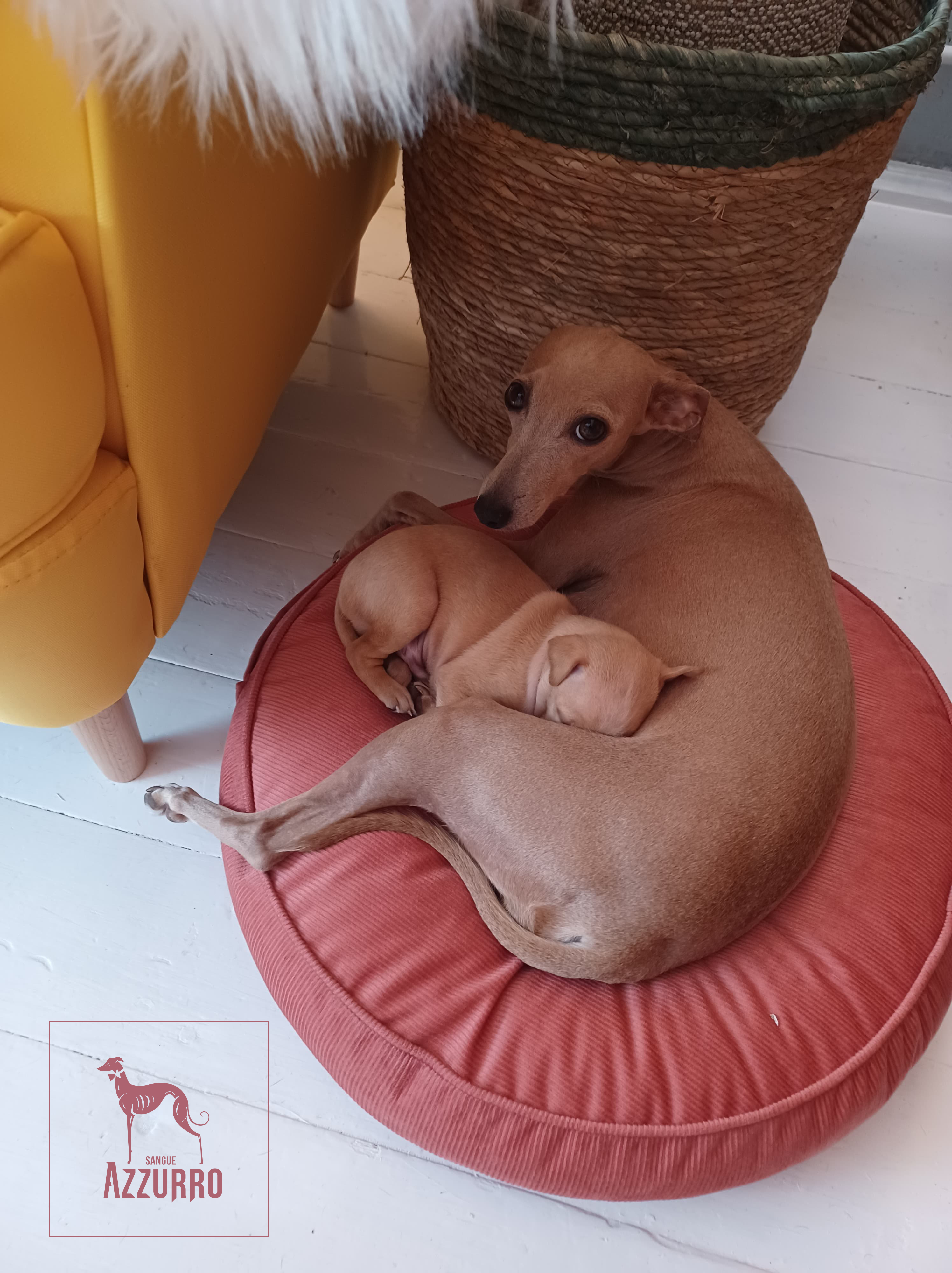 296798428_1435496096864513_709189785872839101_n copy