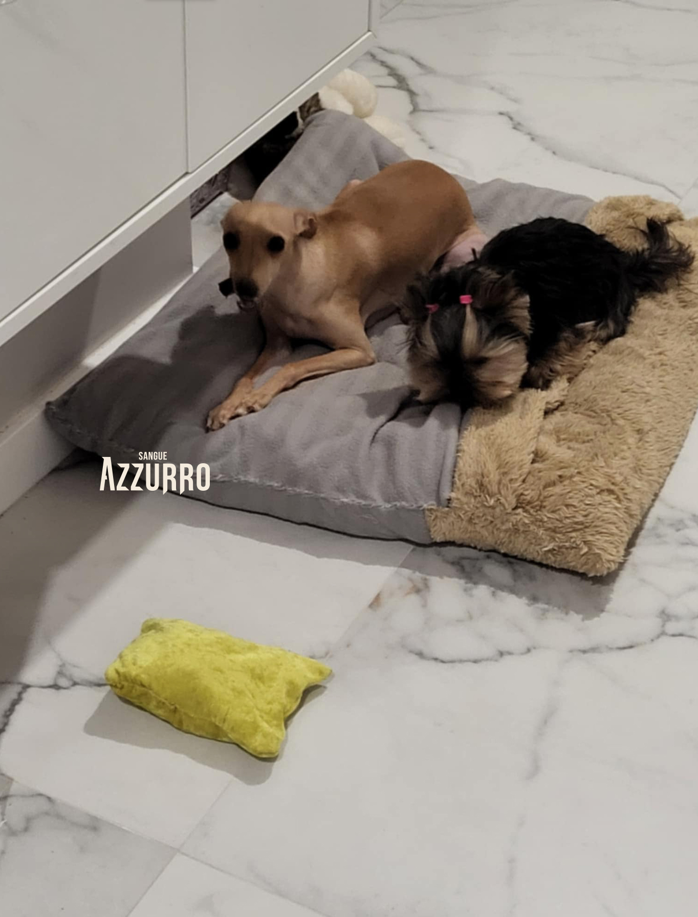 Zrzut ekranu 2025-07-19 o 21.22.23_1