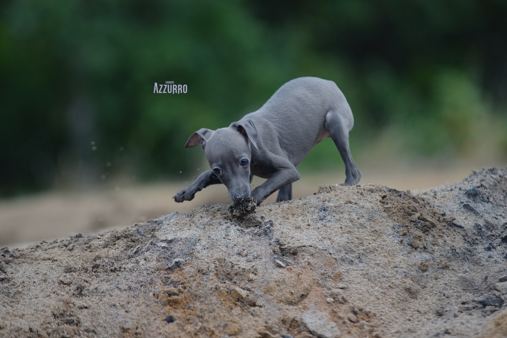DSC_5692 copy