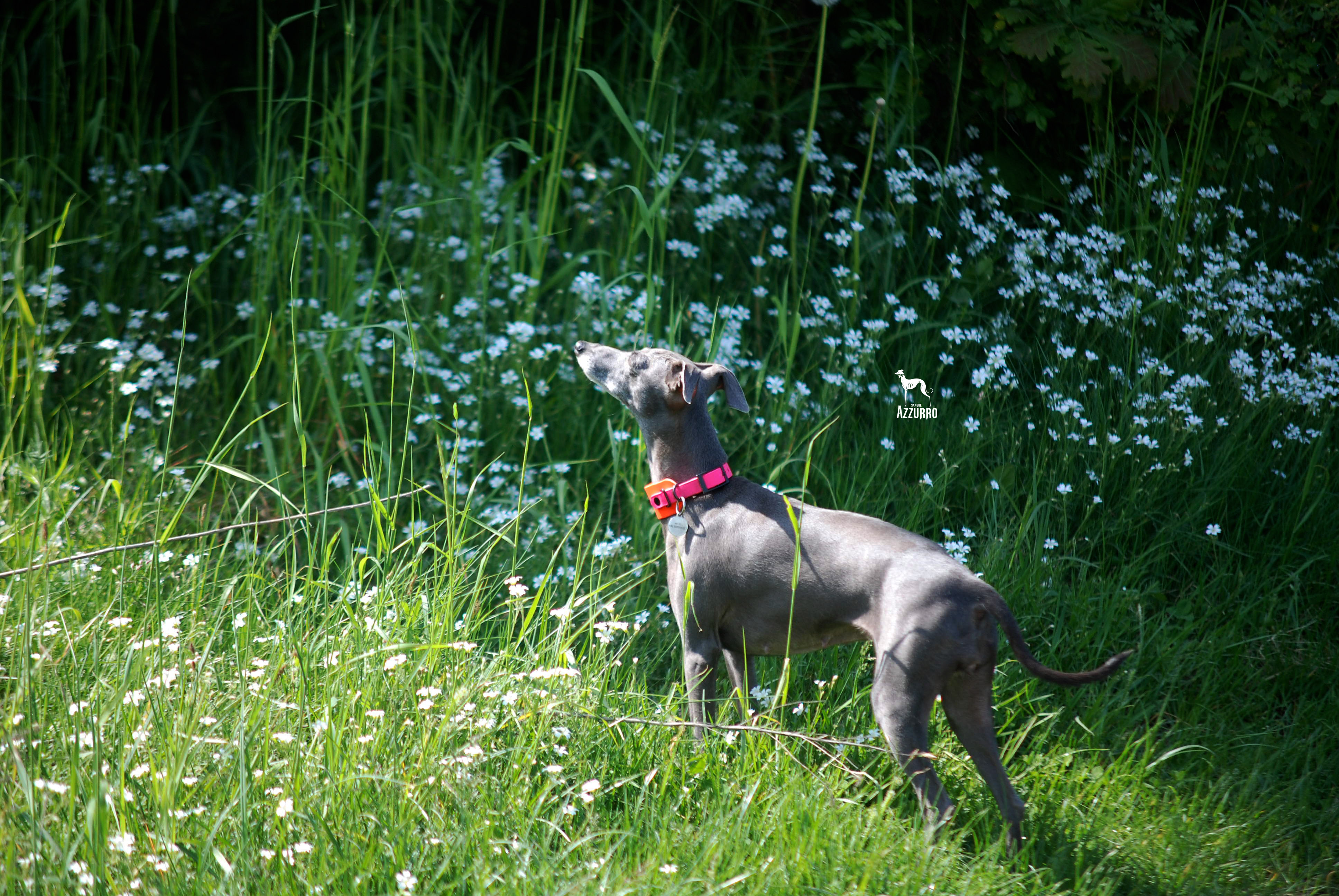 70041405_2506935176019365_5144879394744958976_n