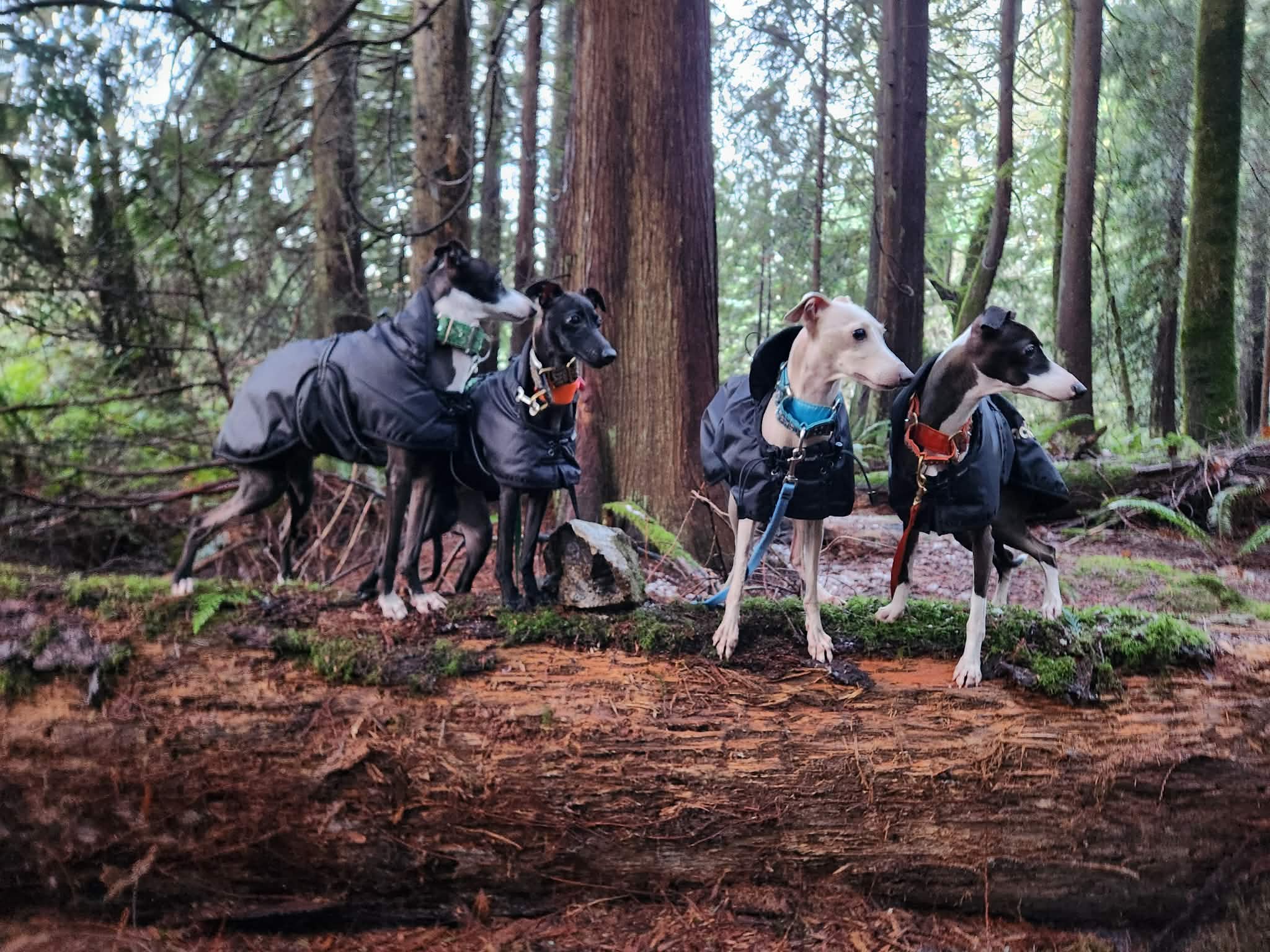 17231cf7-9945-4408-9947-4f9c4519487c