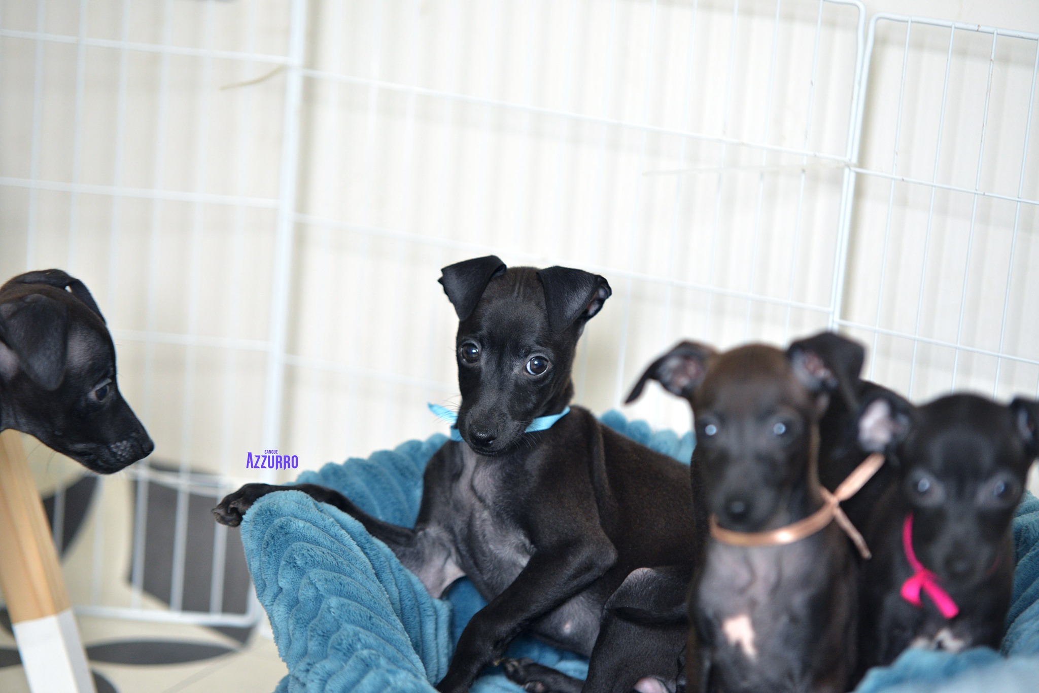 518322234_24206262679036064_2023105639191165470_n