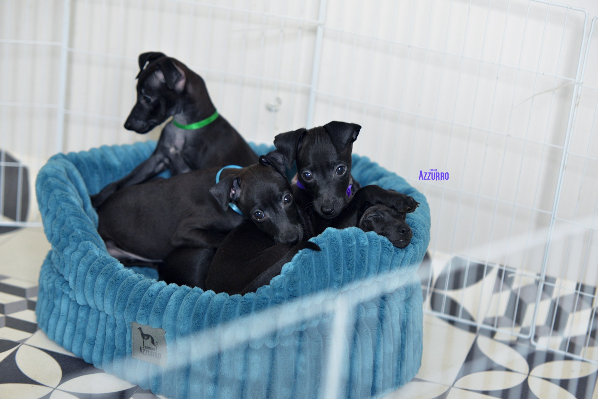 518355090_24206237149038617_2338758863052705690_n