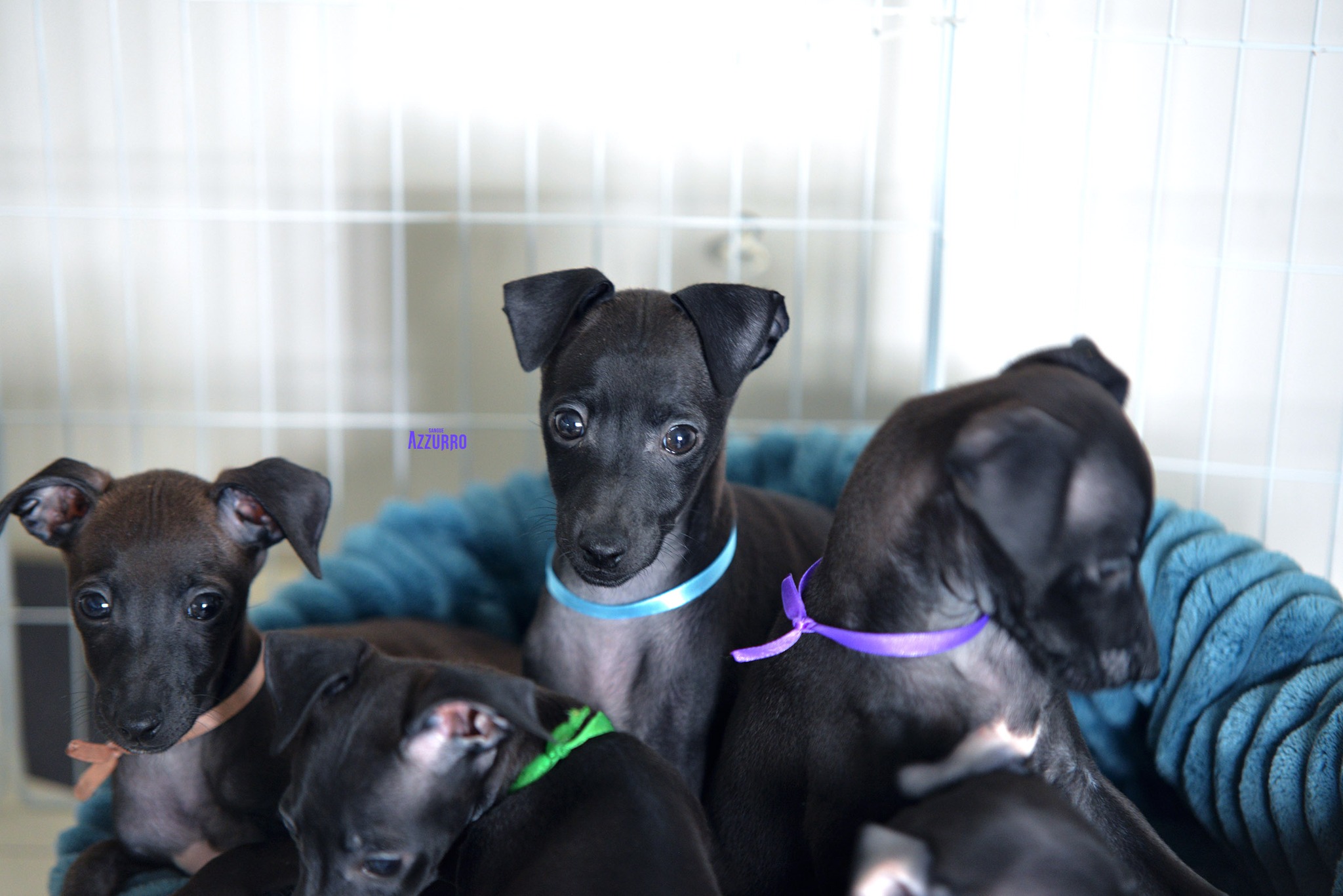 518375619_24206233819038950_415372049188888213_n